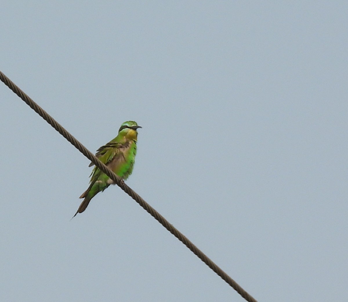 Blue-cheeked Bee-eater - ML647627800