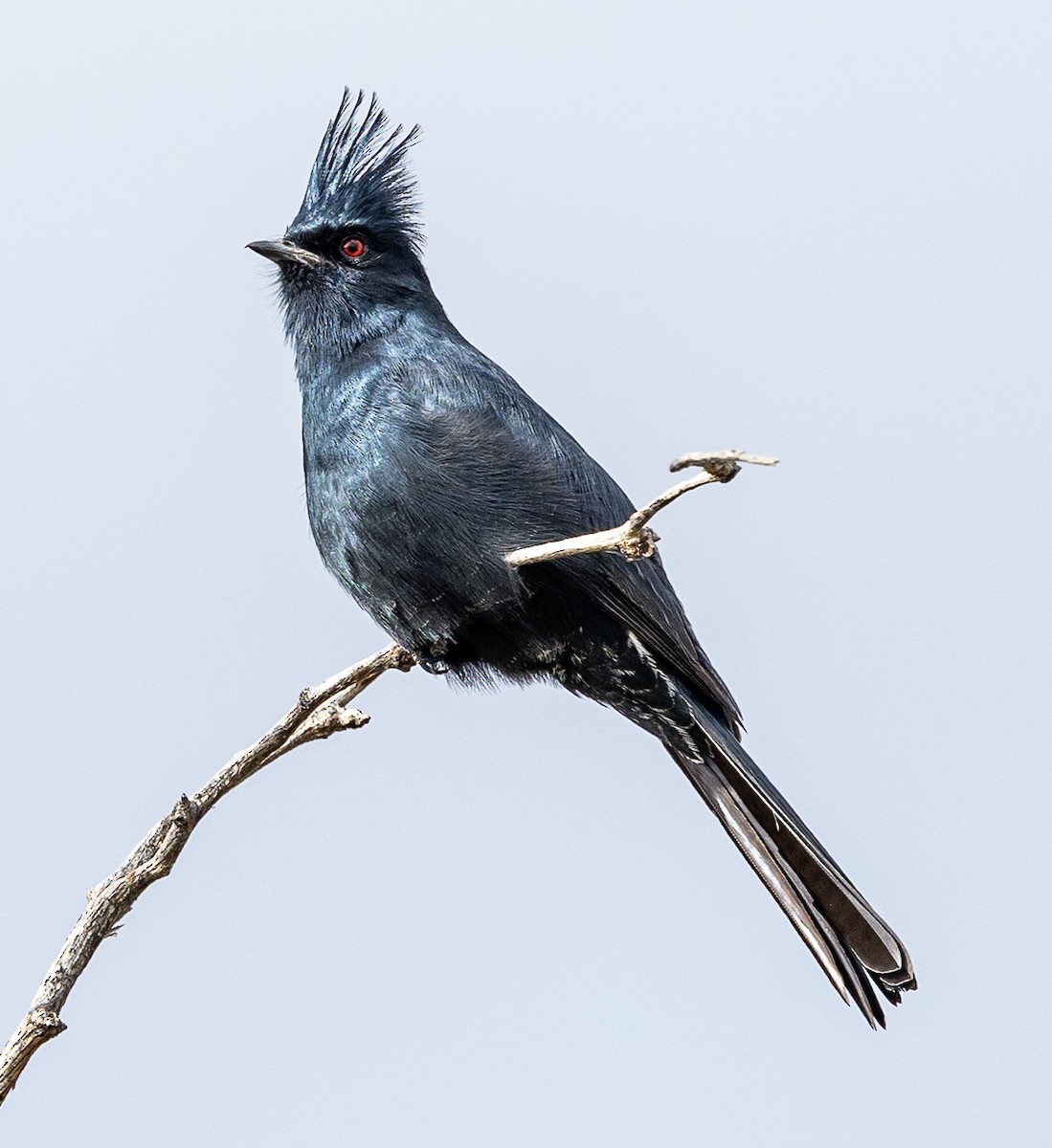 Trauerseidenschnäpper - ML647627801