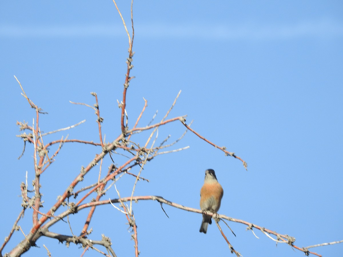 Blaukehl-Hüttensänger - ML647627803