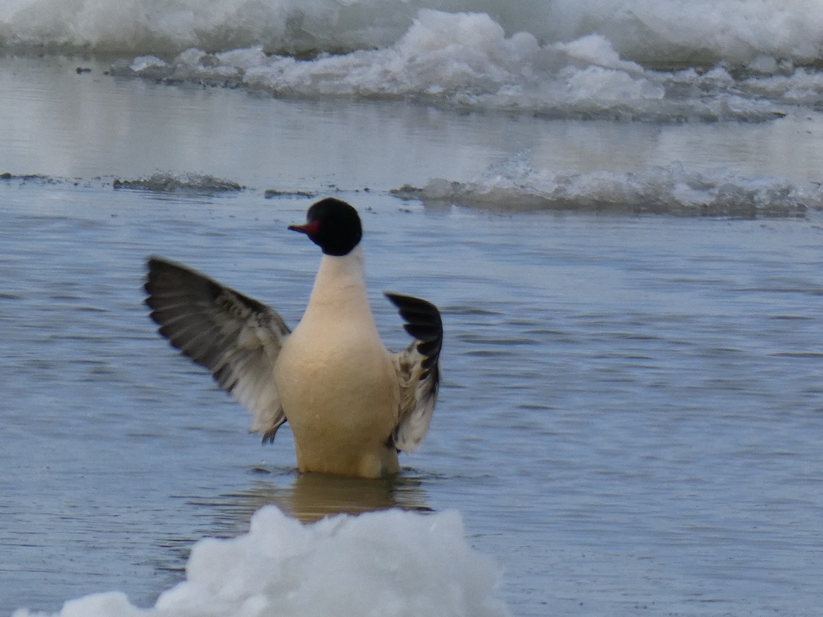 Gänsesäger - ML647627805