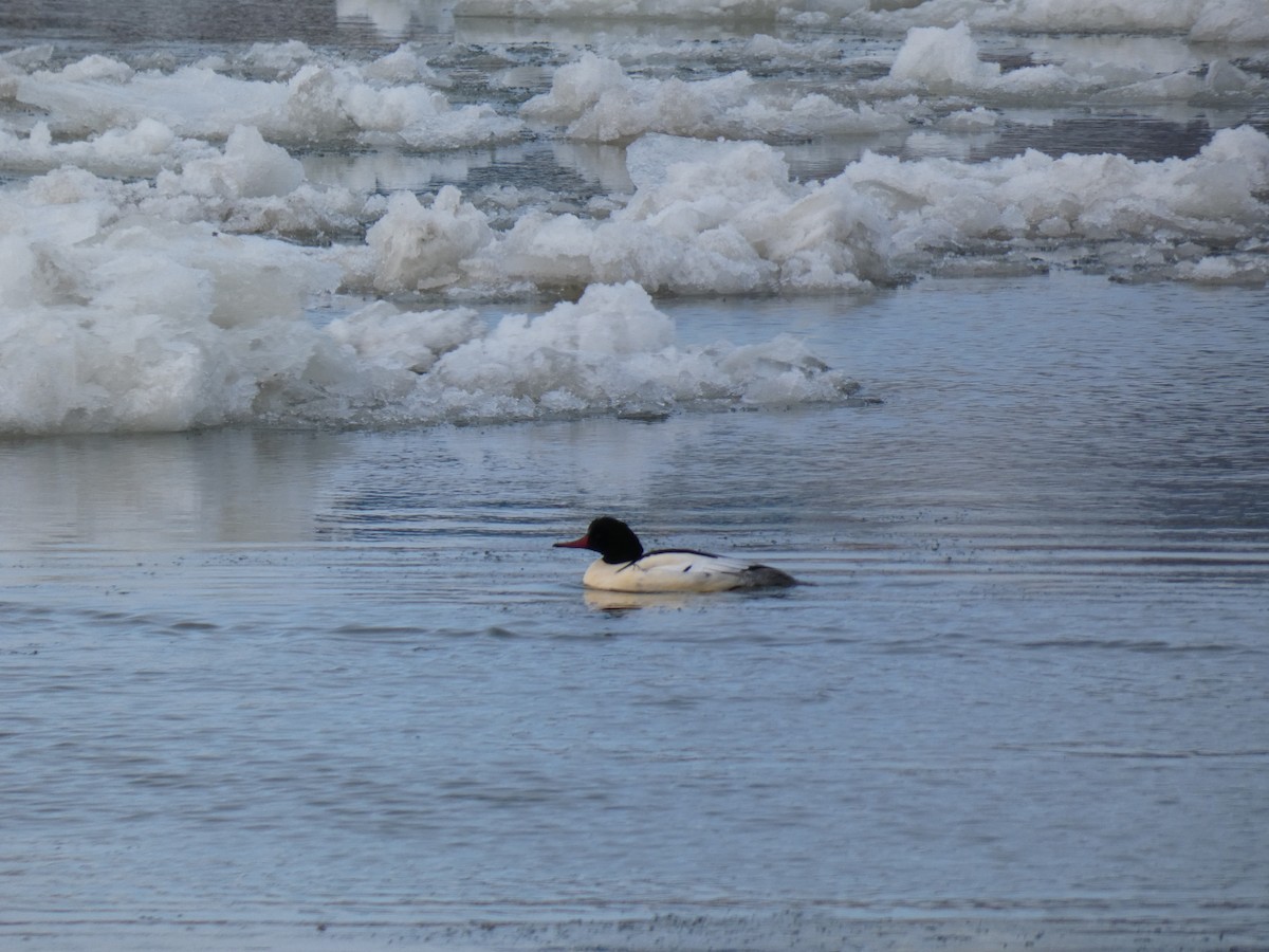 Gänsesäger - ML647627806