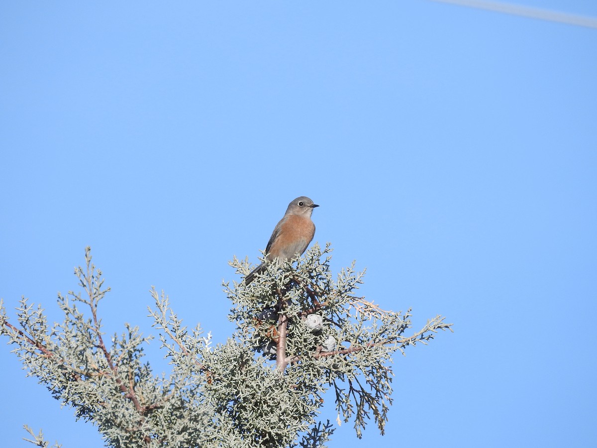 Blaukehl-Hüttensänger - ML647627807