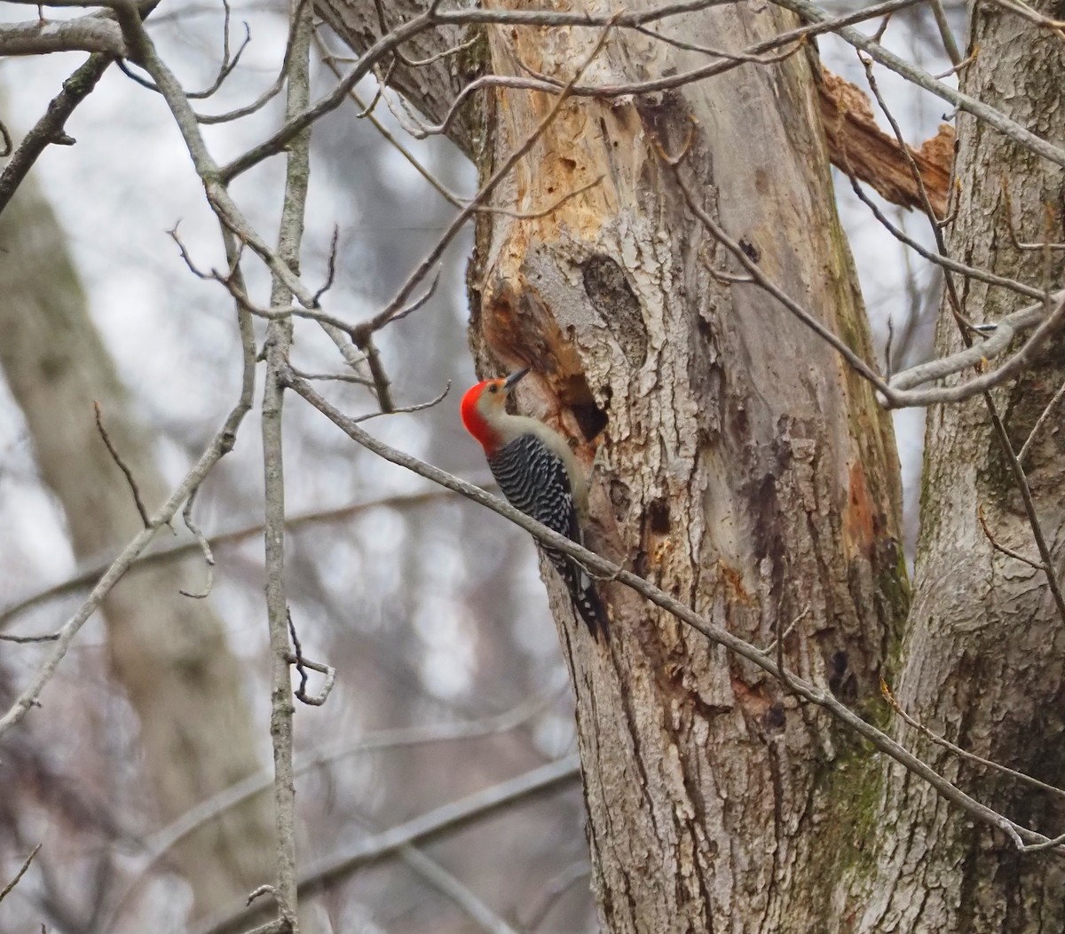 Carolinaspecht - ML647627808