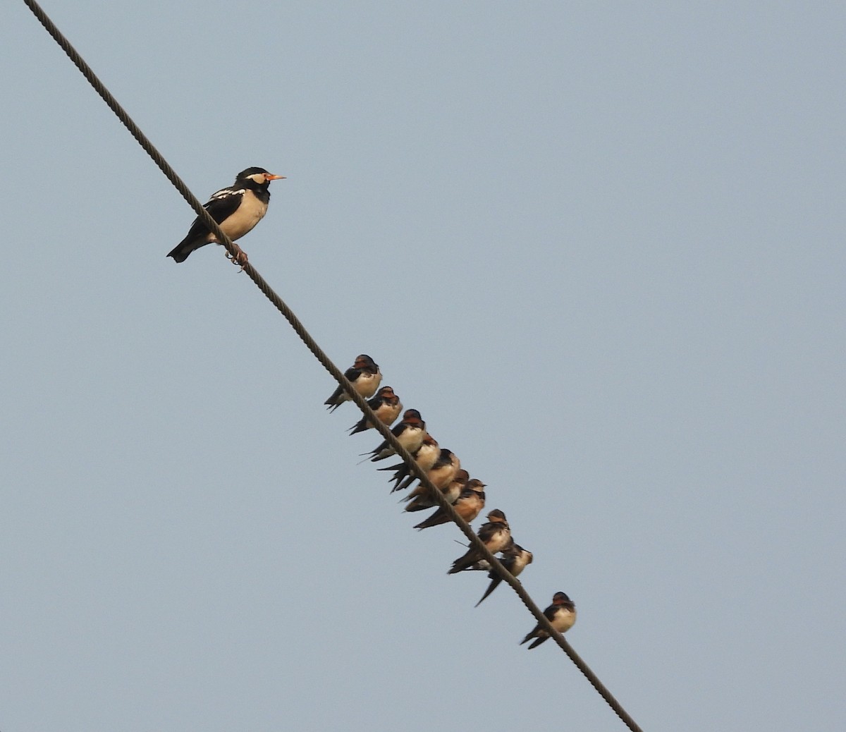 vlaštovka obecná - ML647627809