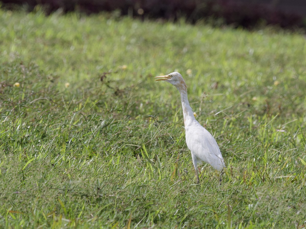 Восточная египетская цапля - ML647627813