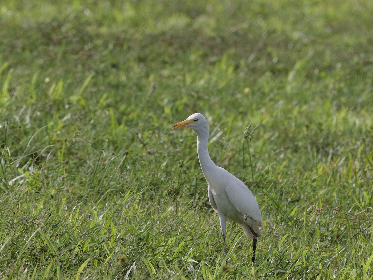 Восточная египетская цапля - ML647627814