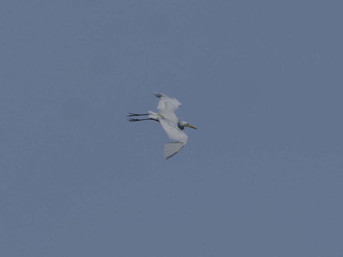 Средняя белая цапля - ML647627832