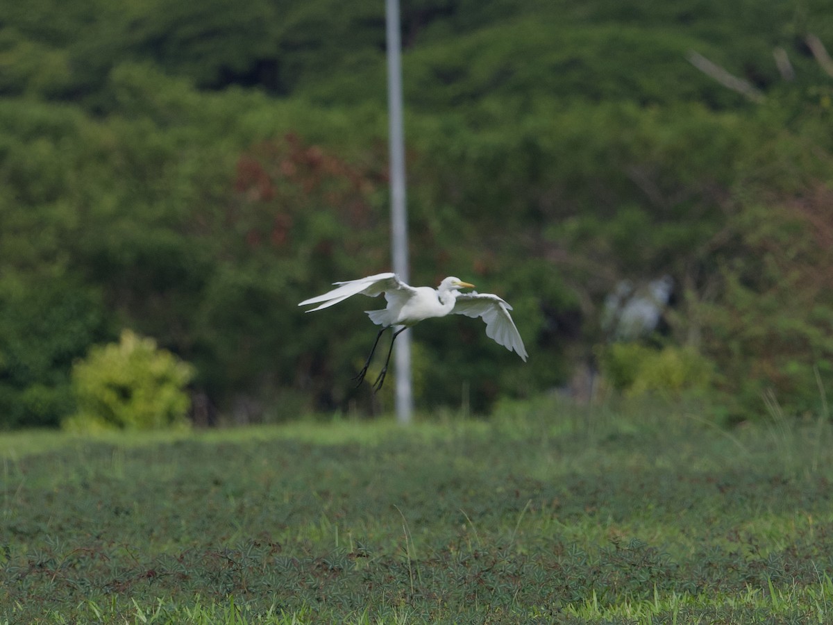 Средняя белая цапля - ML647627833