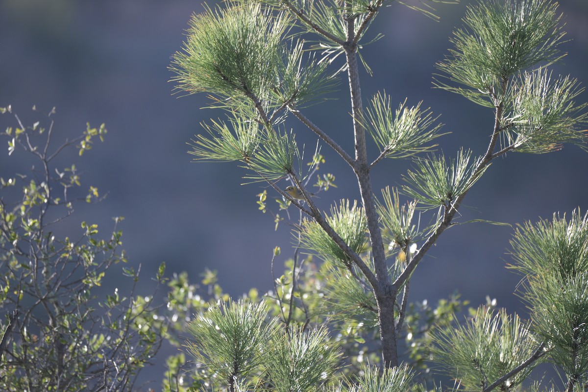 Olive Warbler - ML647627838