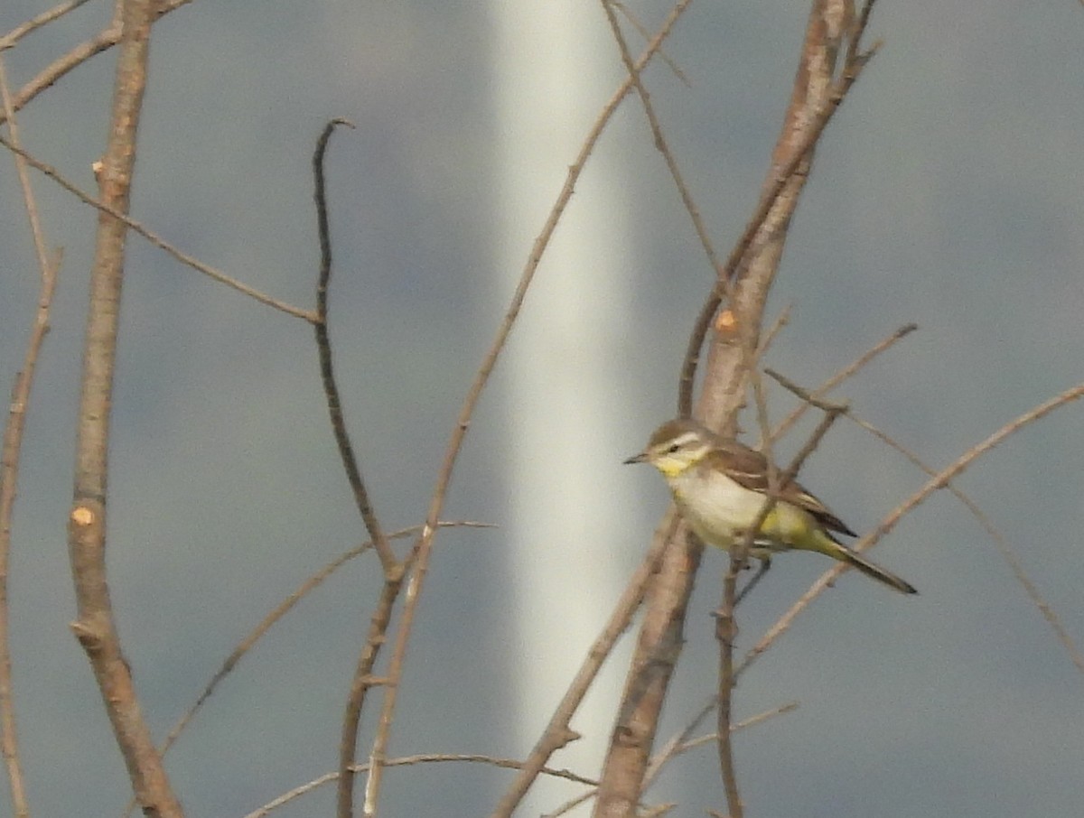 konipas luční - ML647627839