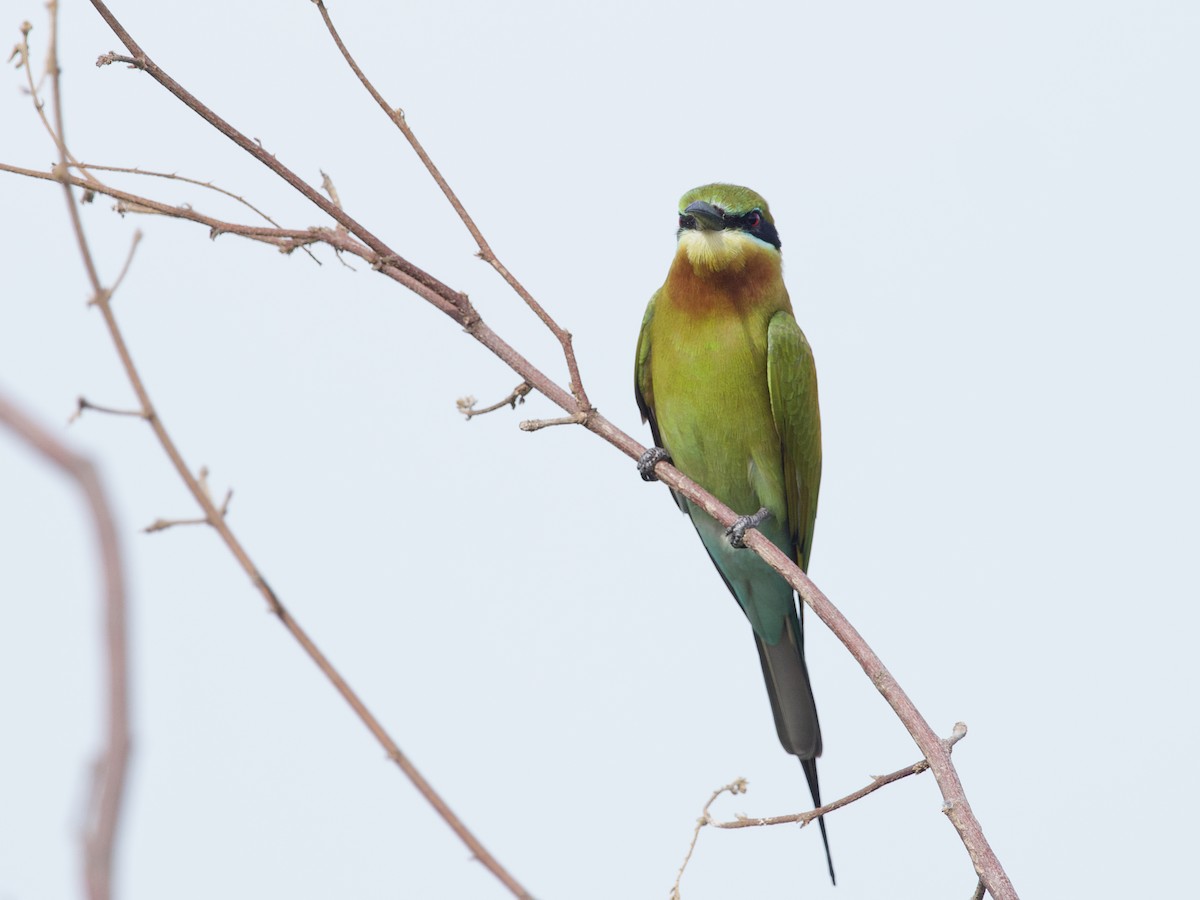 Синехвостая щурка - ML647627852