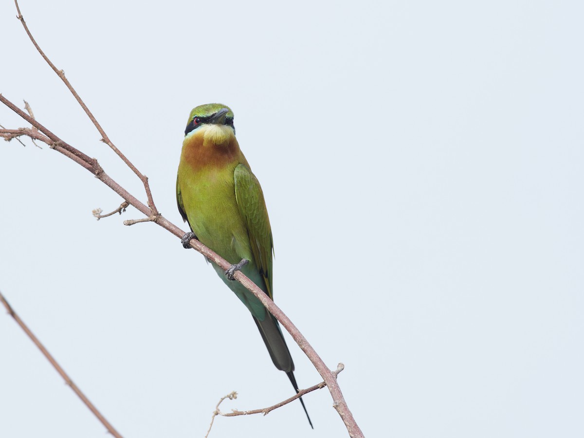 Синехвостая щурка - ML647627853