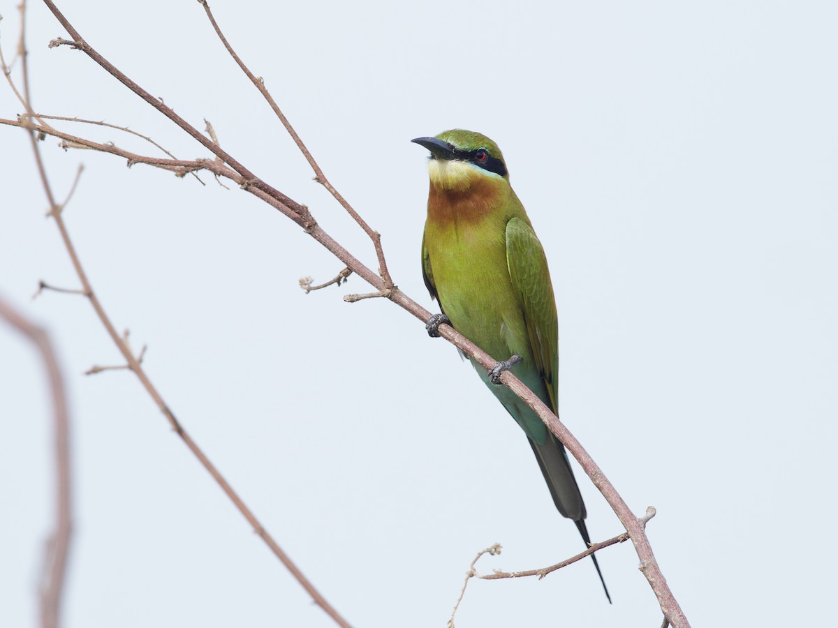 Синехвостая щурка - ML647627854