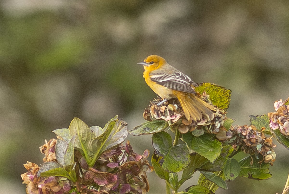 ボルチモアムクドリモドキ - ML647627858