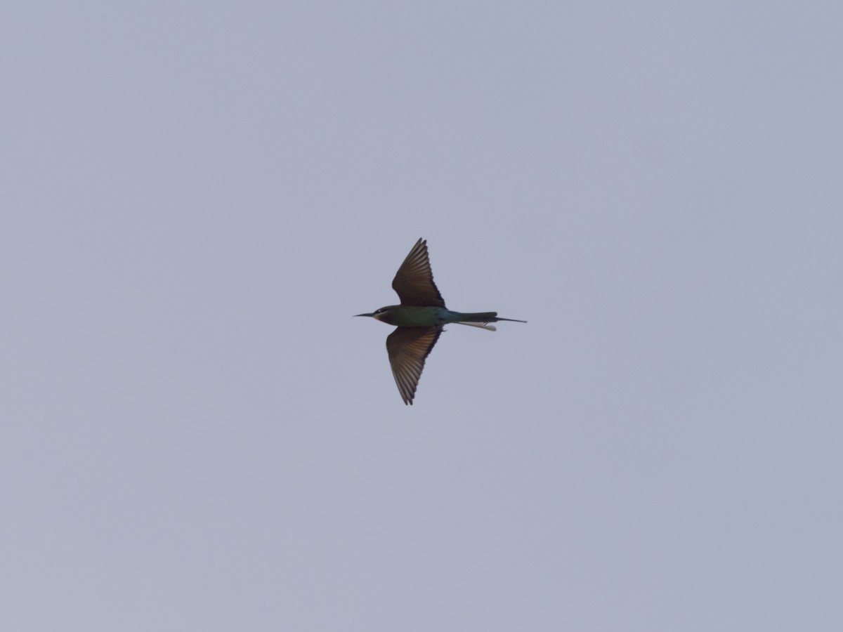 Синехвостая щурка - ML647627865