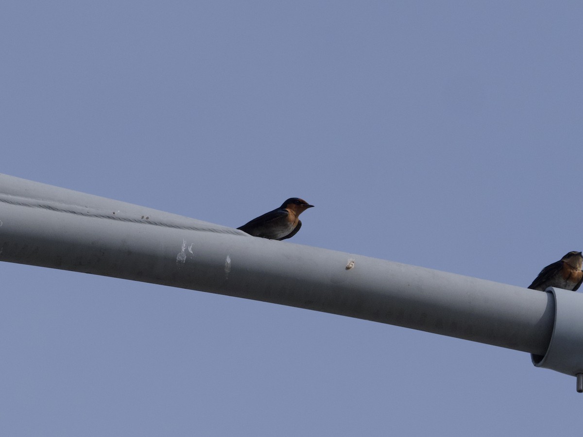 Домовая ласточка - ML647627887