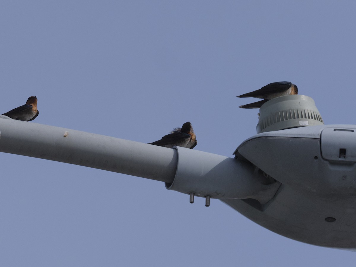 Домовая ласточка - ML647627888