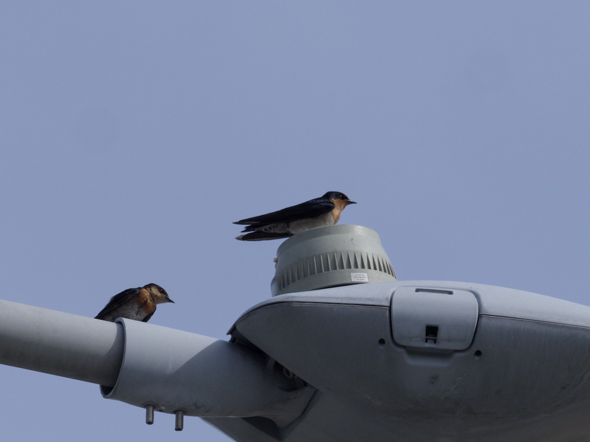 Домовая ласточка - ML647627889