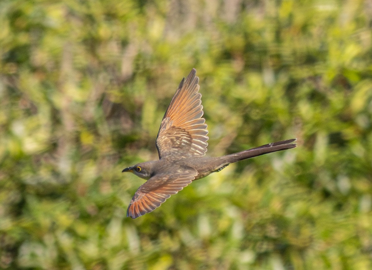 Кукліло північний - ML647627900
