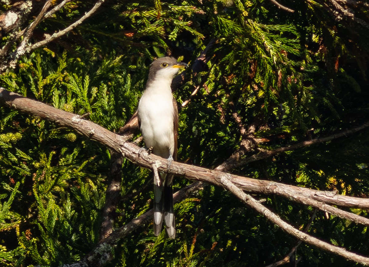 Кукліло північний - ML647627901