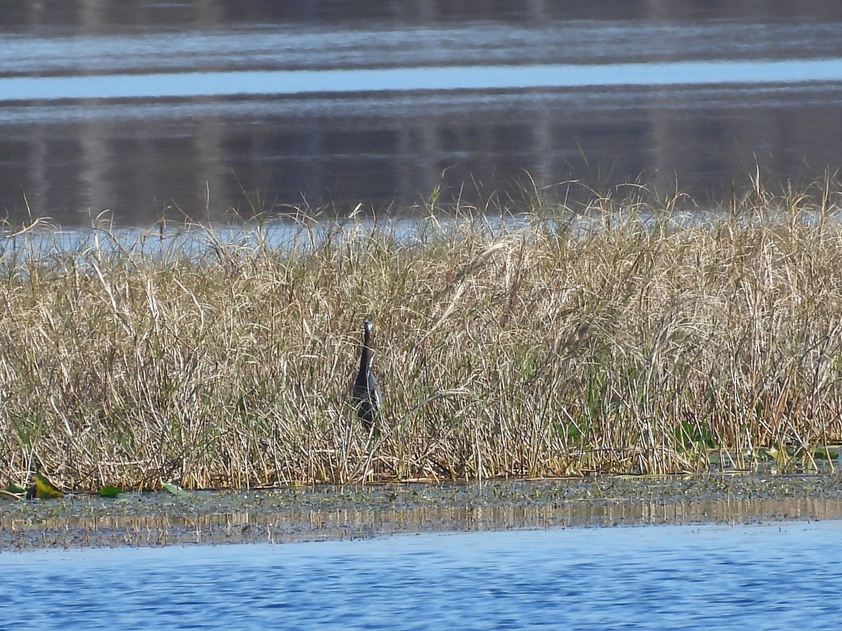 לבנית כחולה קטנה - ML647627923