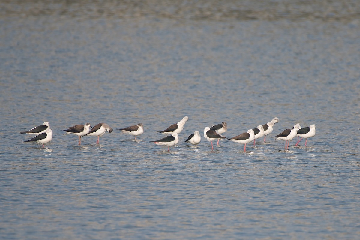 高蹺鴴 - ML647627929