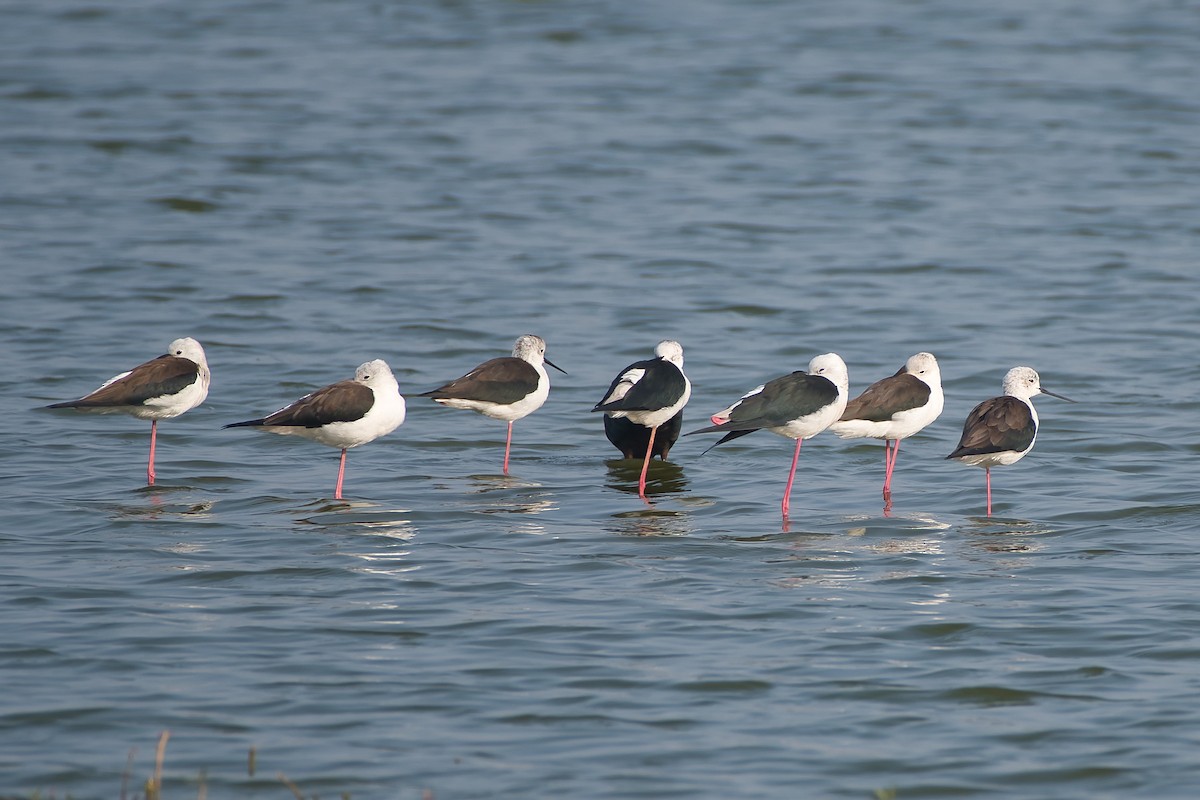 高蹺鴴 - ML647627930