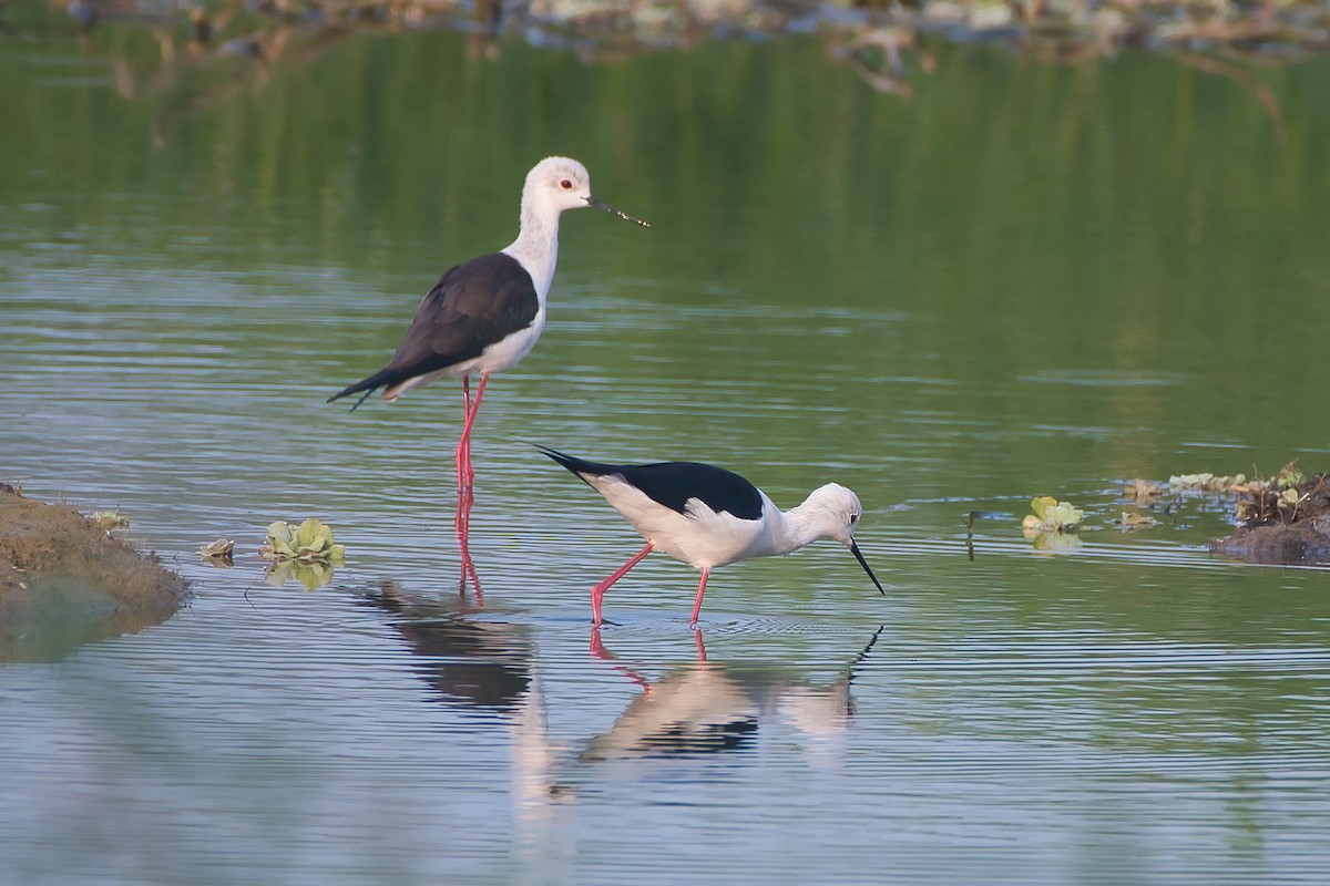 高蹺鴴 - ML647627931