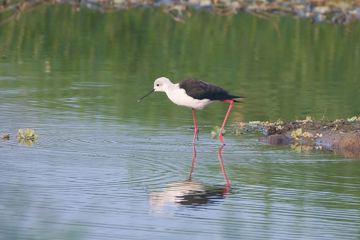 高蹺鴴 - ML647627932