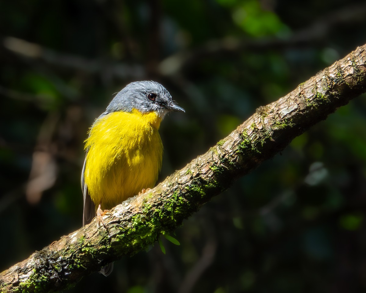 Eastern Yellow Robin - ML647627934