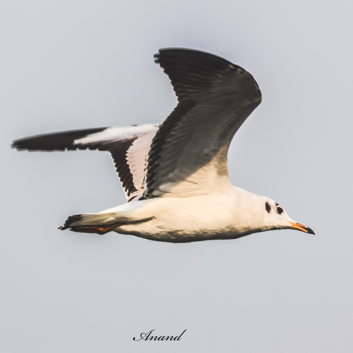 Gaviota Centroasiática - ML647627946