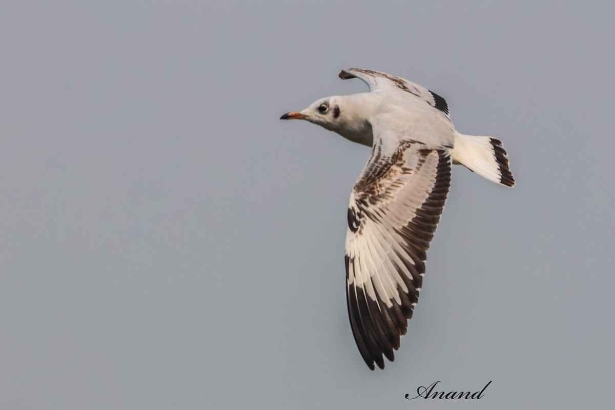 Gaviota Centroasiática - ML647627947