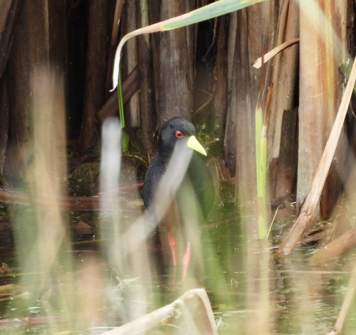 svartrikse - ML647627948