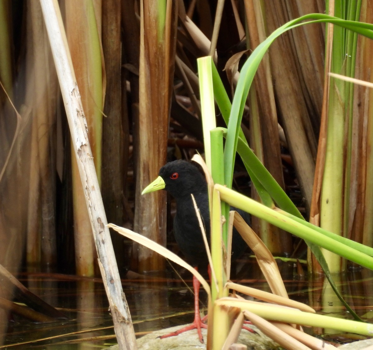 svartrikse - ML647627949