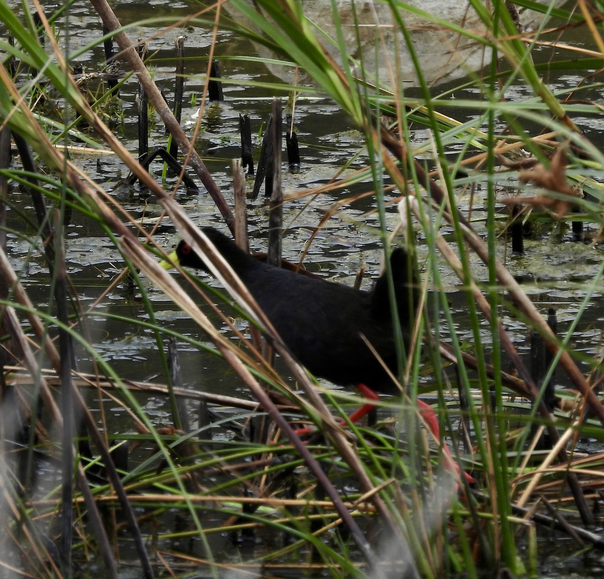 svartrikse - ML647627950