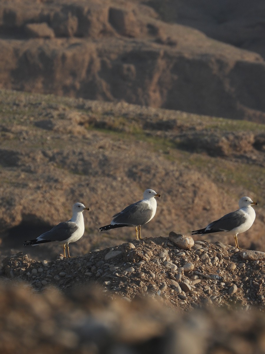 armenermåke - ML647627952