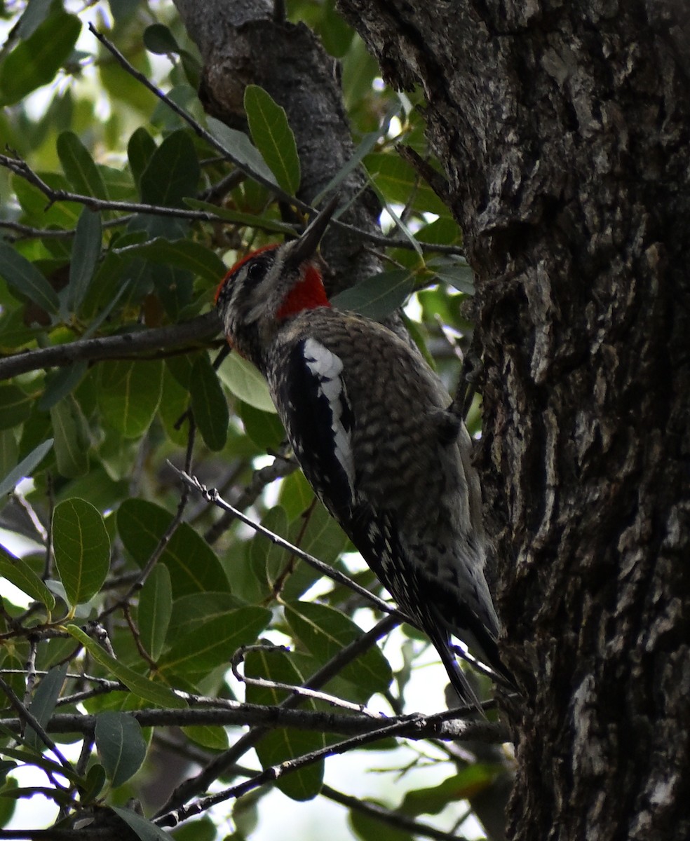 Red-naped Sapsucker - ML647627957