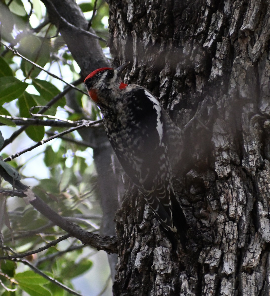 Red-naped Sapsucker - ML647627958