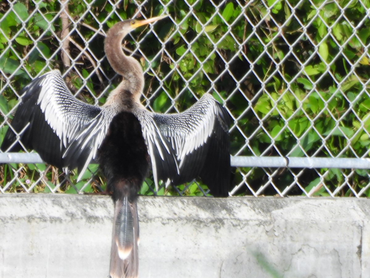 amerikaslangehals - ML647627961