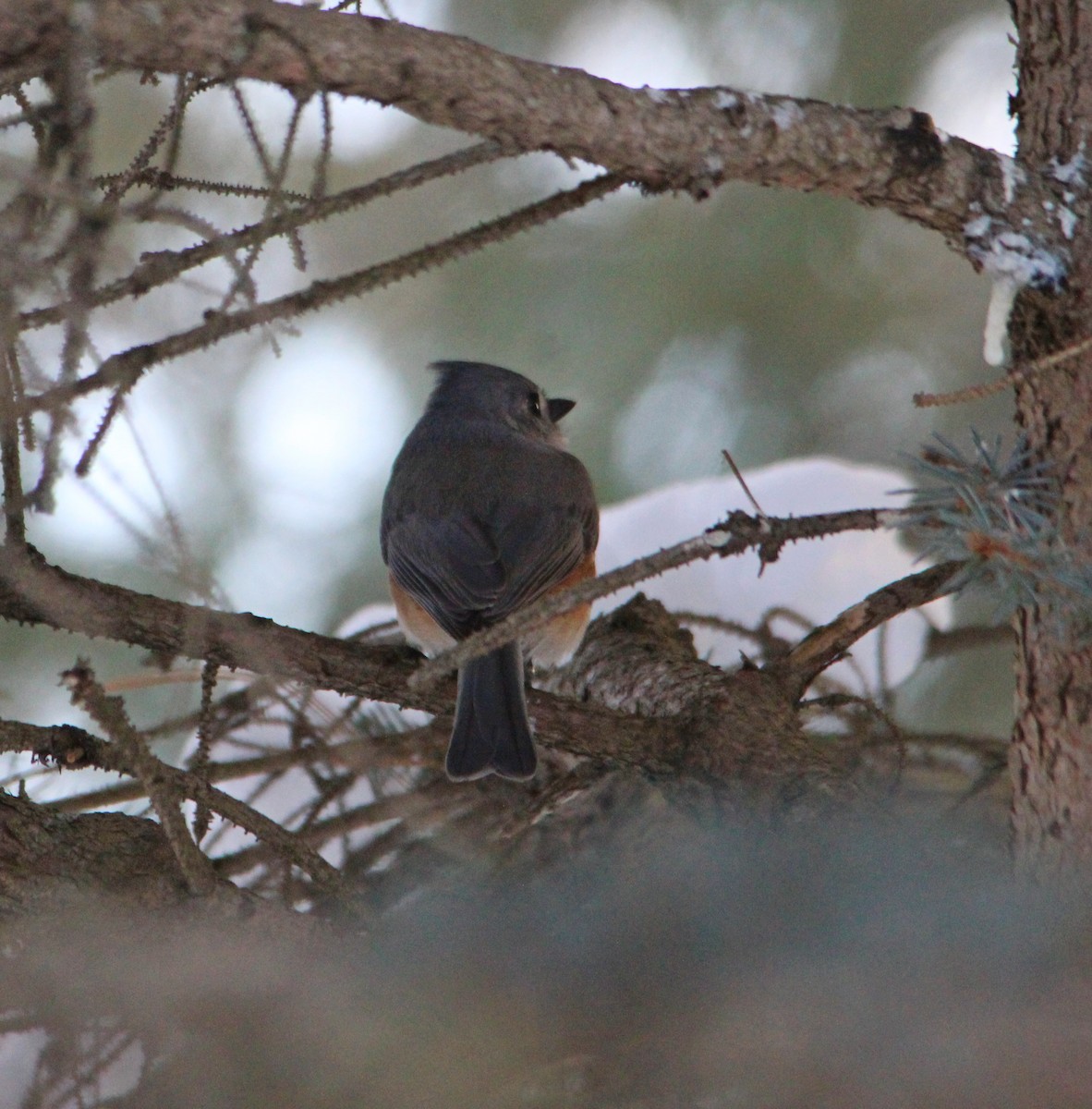 Herrerillo Bicolor - ML647627962
