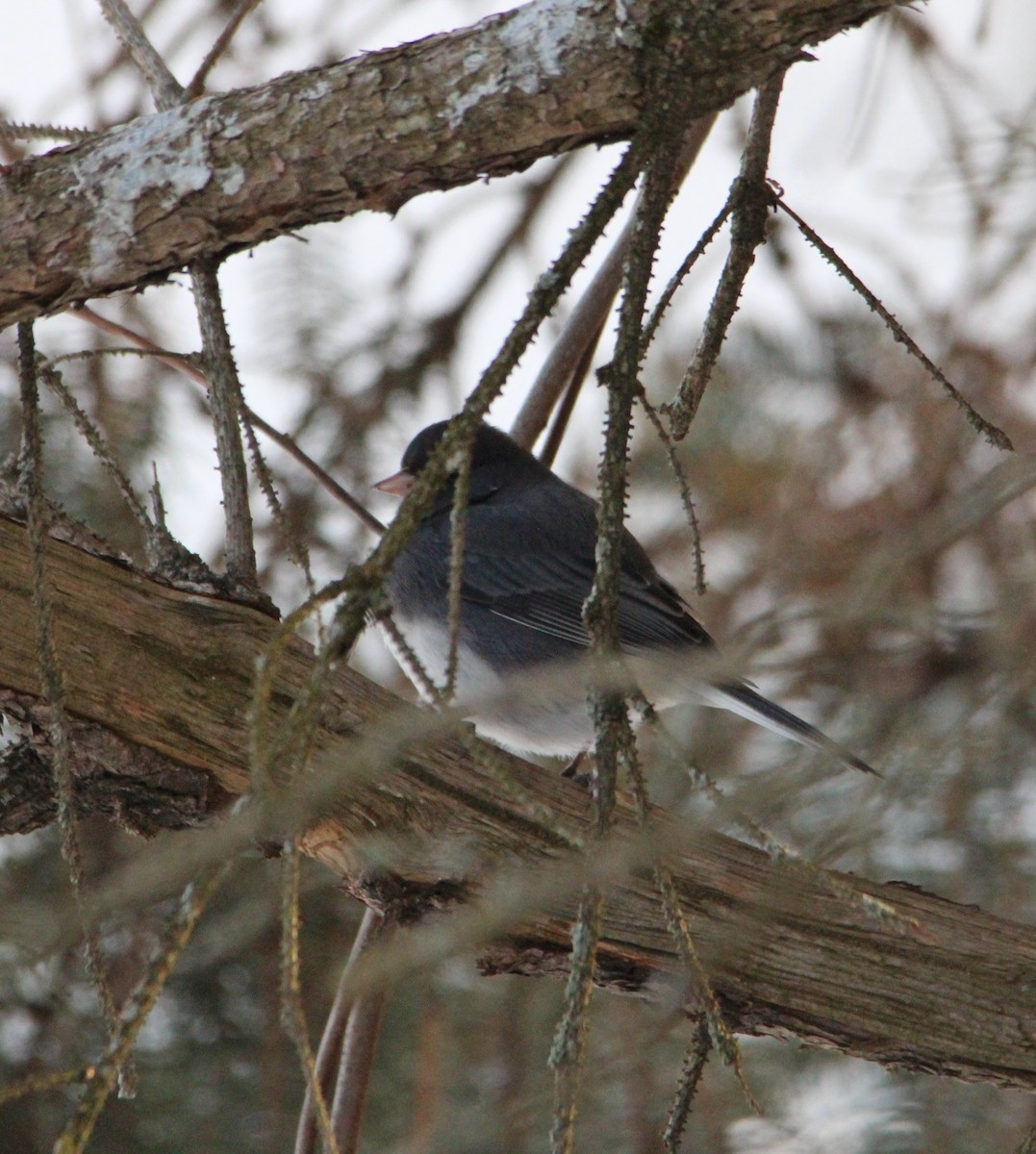 Junco Ojioscuro - ML647627966