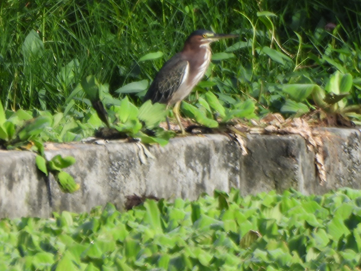 grønnrygghegre - ML647627973