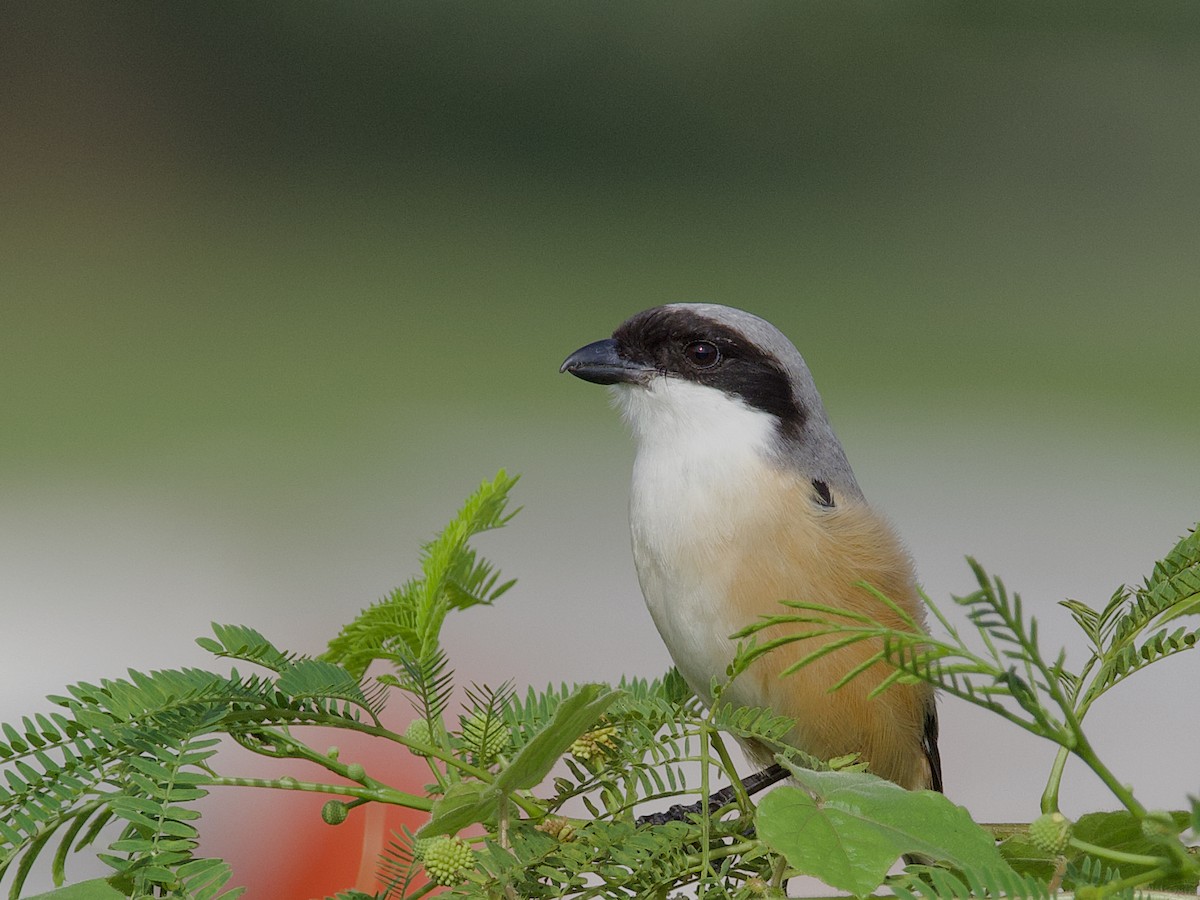 Длиннохвостый сорокопут - ML647627974