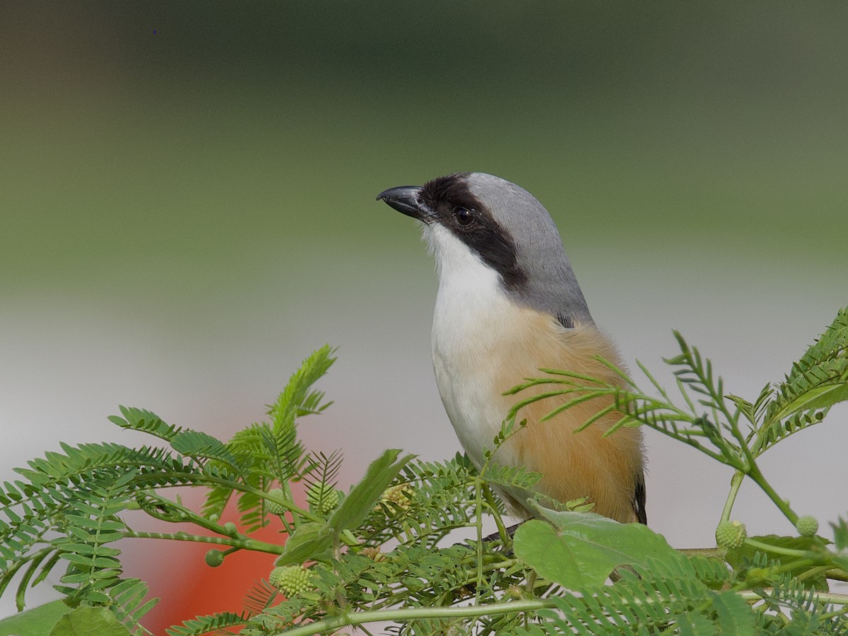 Длиннохвостый сорокопут - ML647627975