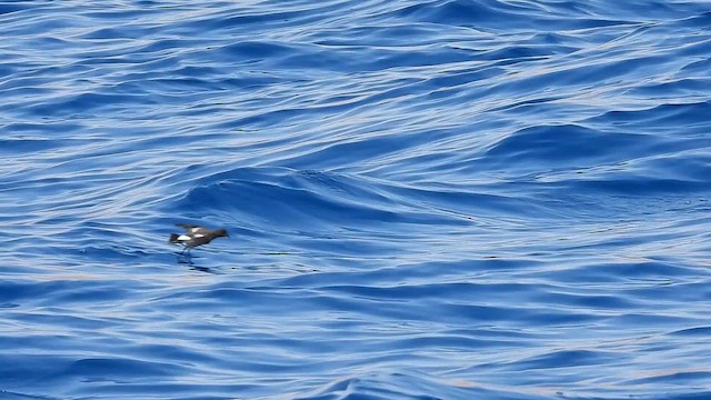 oseanstormsvale - ML647627977