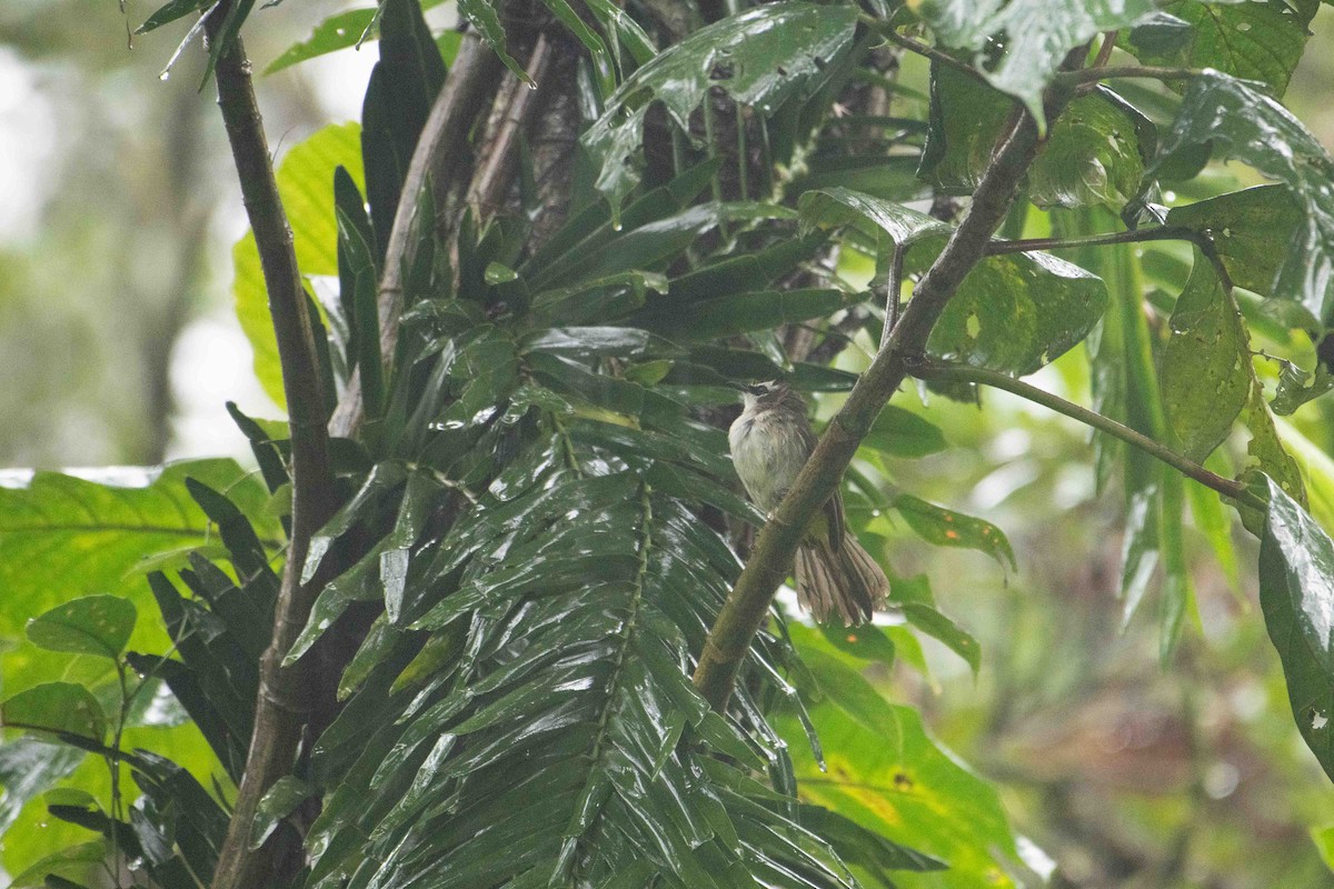Yellow-vented Bulbul (Philippine) - ML647627982