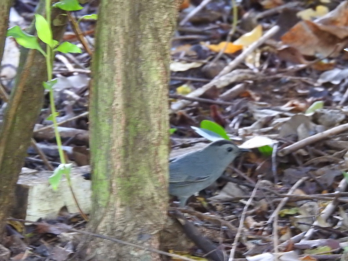 Miaulari grisa - ML647627985