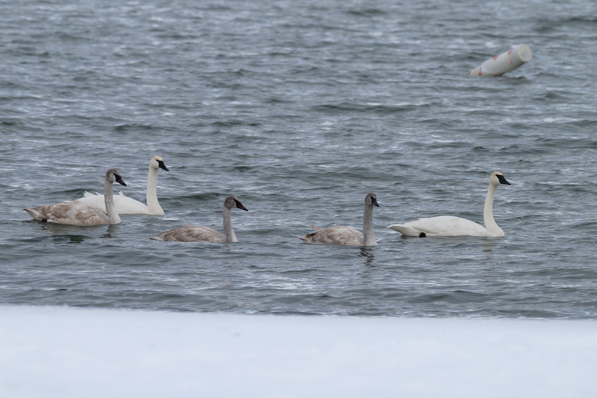 trompetsvane - ML647627987