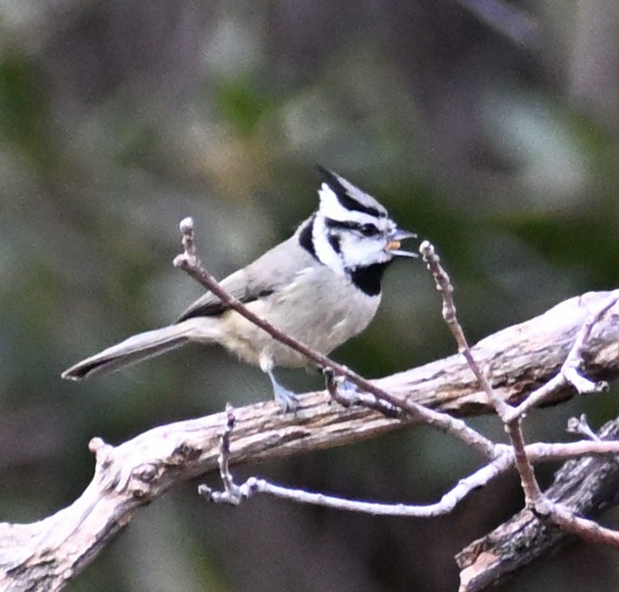 tøylemeis - ML647627990