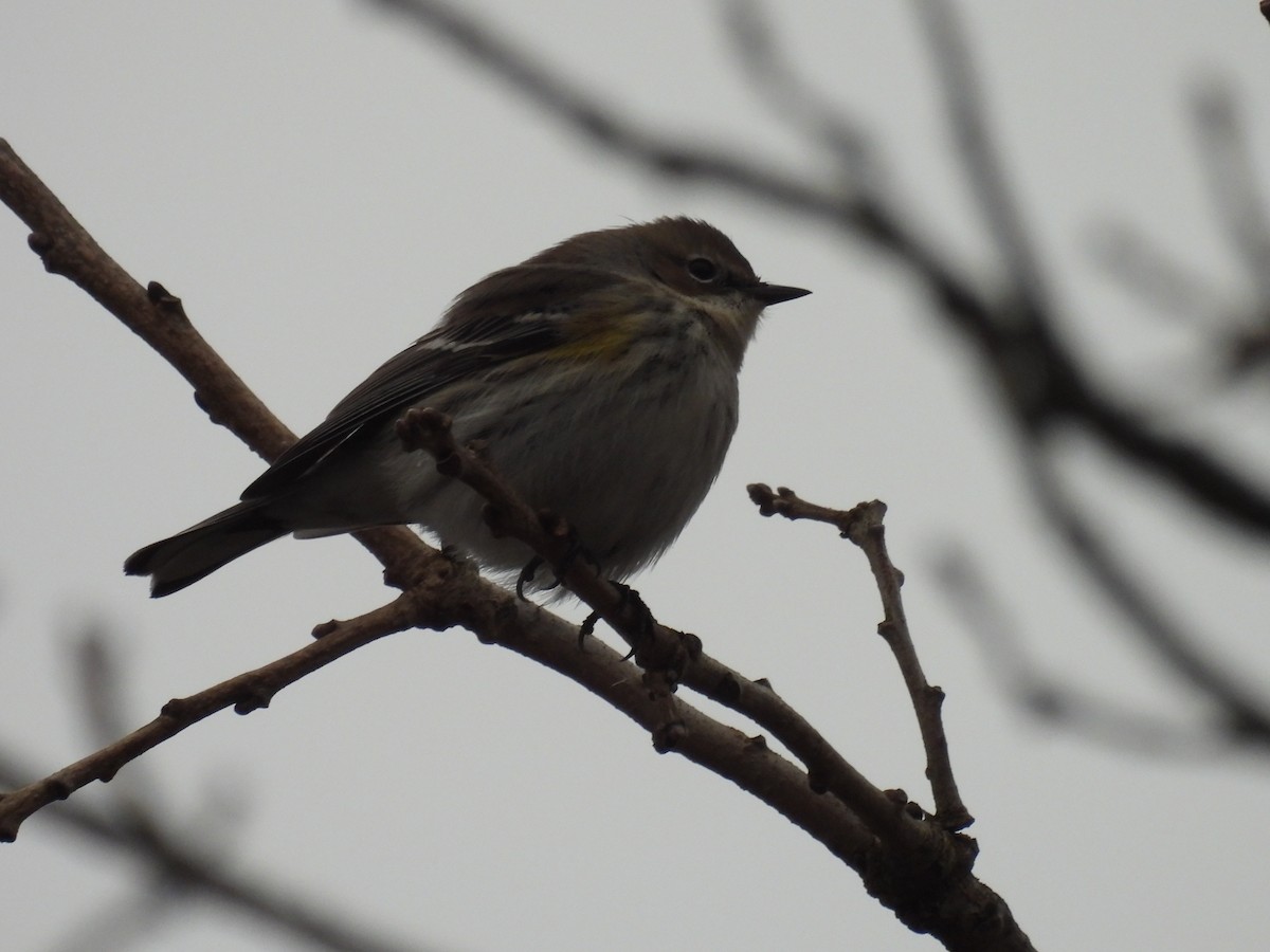 myrteparula - ML647627991